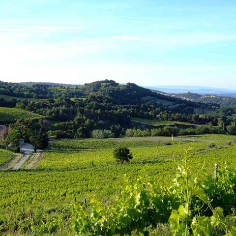 Clos de Caveau