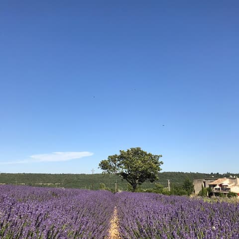 Les lavandes de Champelle