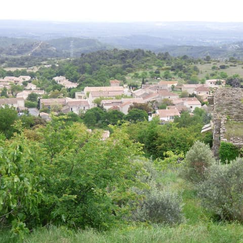 Le vieil amandier du Plateau du Grand Puech
