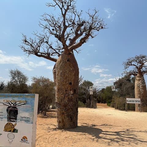 Le Village des Tortues