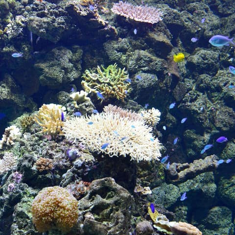 Le petit Aquarium de la Madrague