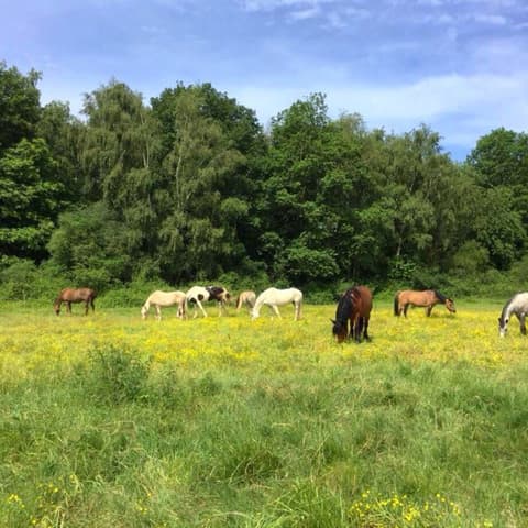 Les écuries de la Renarde