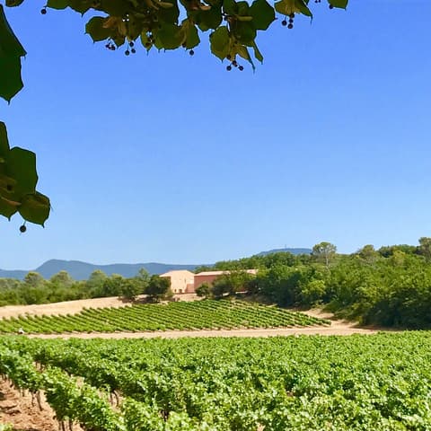 Domaine Longue Tubi