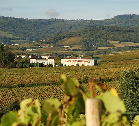 Cave des Femmes Vignes Rhône (Association groupement)
