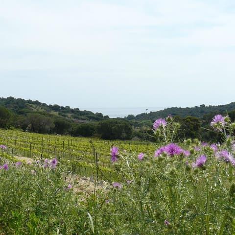 Domaine La Tourraque