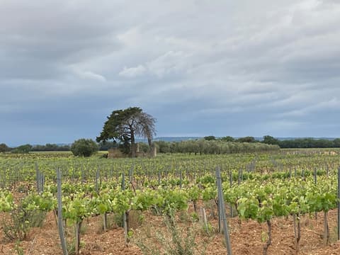 Le verger des mésanges