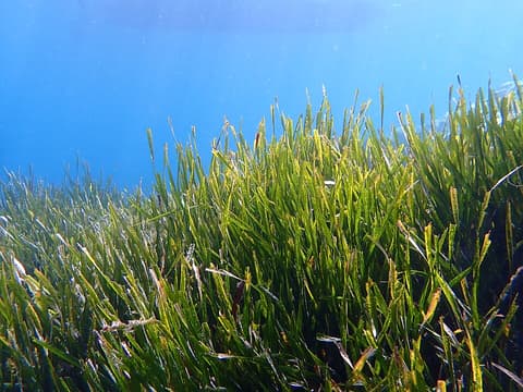 Posidonia - Espace Mer et Littoral