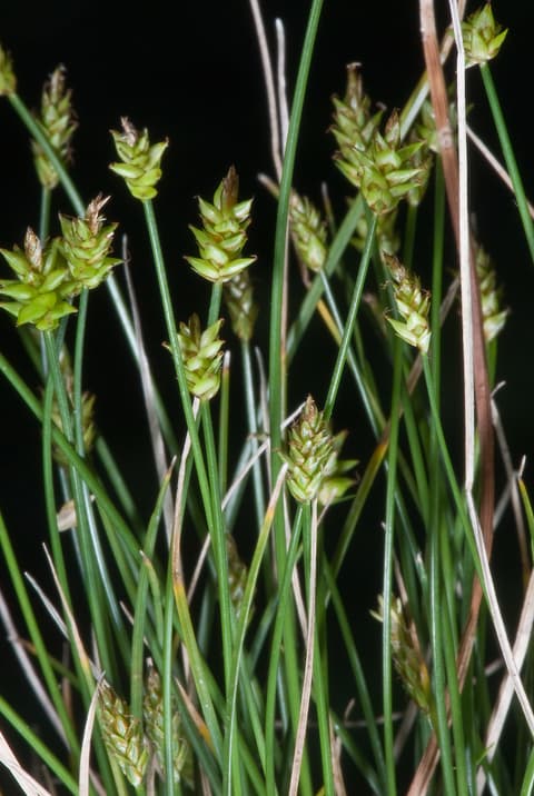 Carex