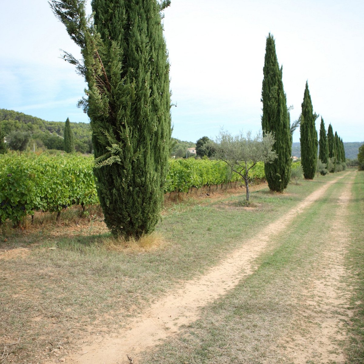 Le Barretian - Vins de Provence