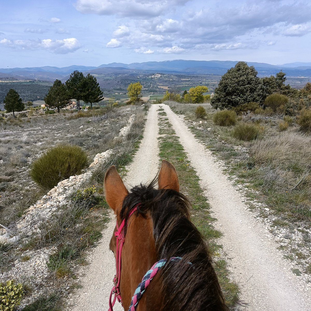 Ferme provençale  LUCKY HORSE : Cheval, nature & bien-être, une autre rencontre du cheval