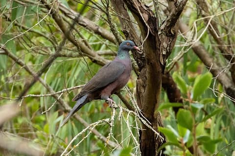 Baume aux Pigeons