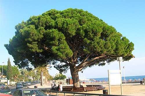 Esplanade Pinea
