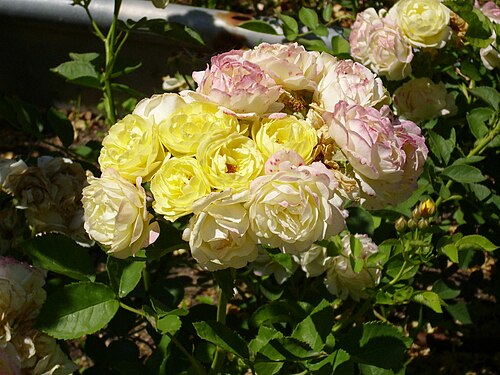 Comtesse du Barry Gardanne