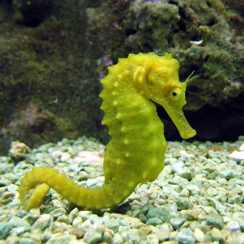 L'Hippocampe