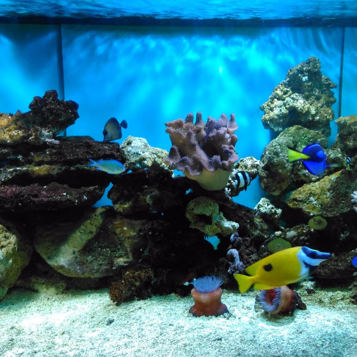 Scandia Aquarium
