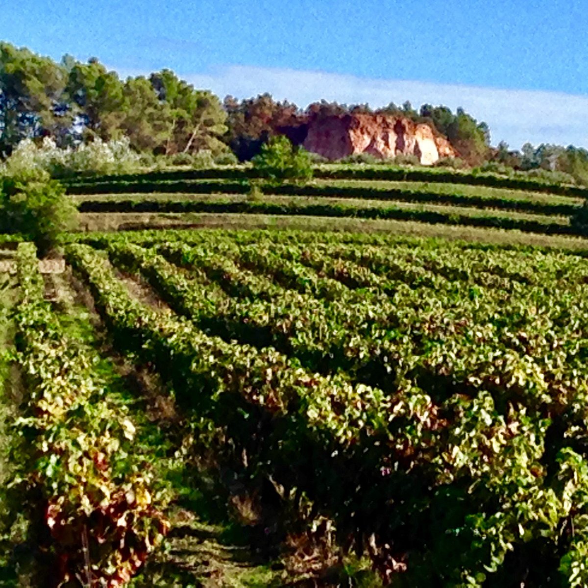 Vignobles Chasson - Château Blanc