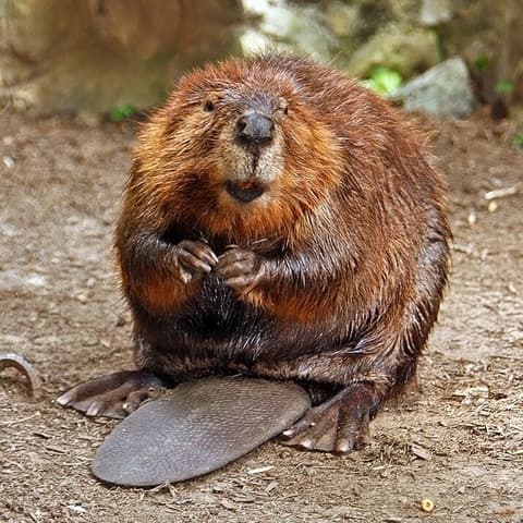 The Fork & Beaver