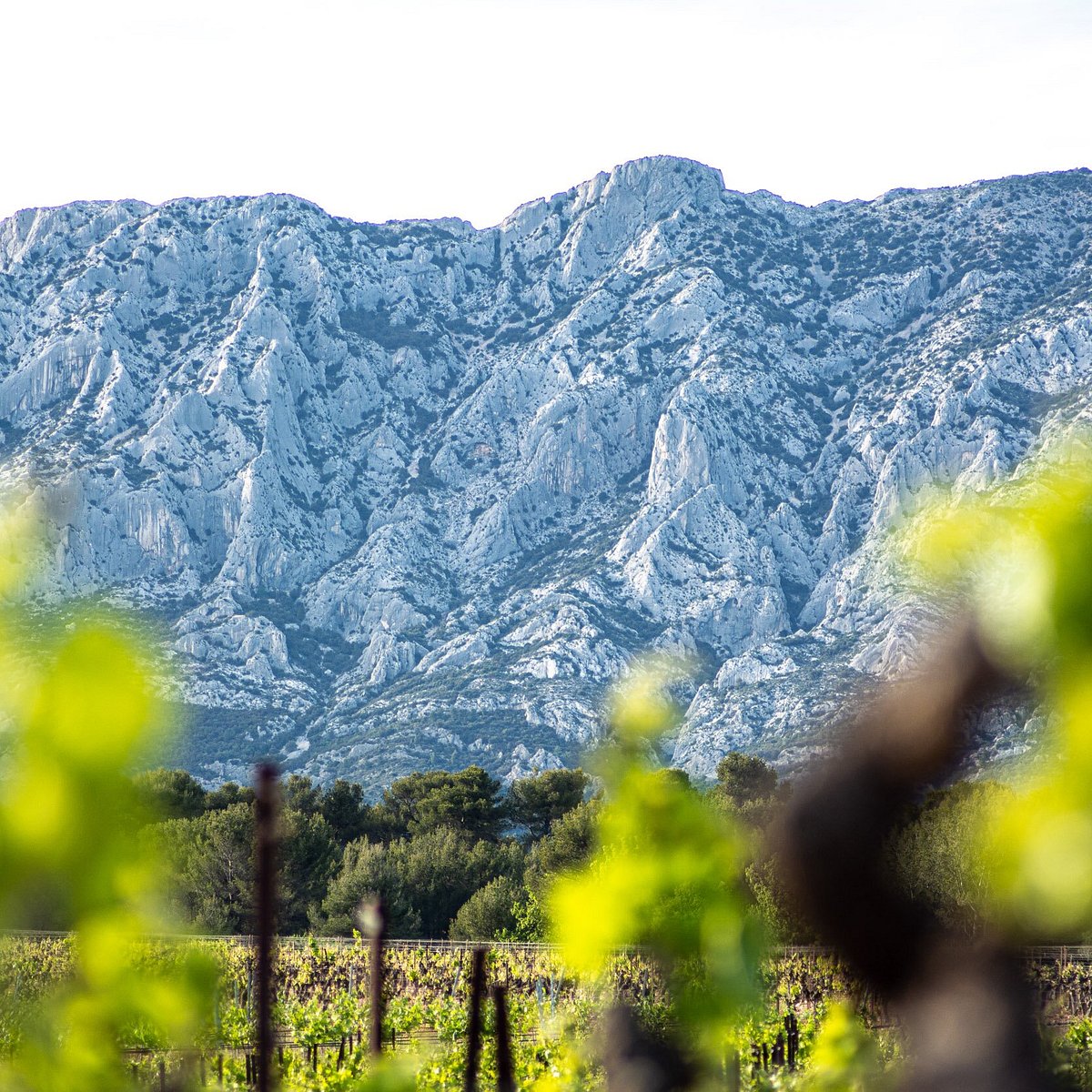 Domaine Jas Monges