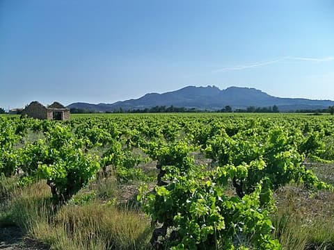 Winemakers Rock