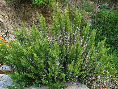 Le Romarin
