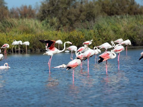 La Camargue