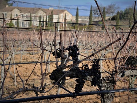 Le vignoble aixois, le vignoble des bastides - La Trévaresse et Plateau de Puyri