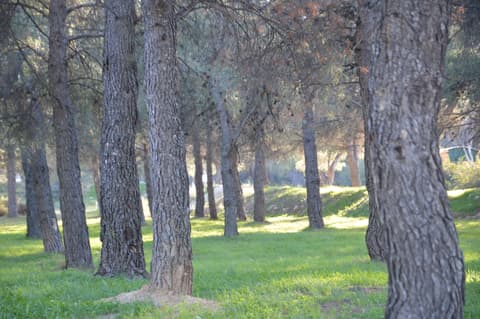 Colline Notre-Dame