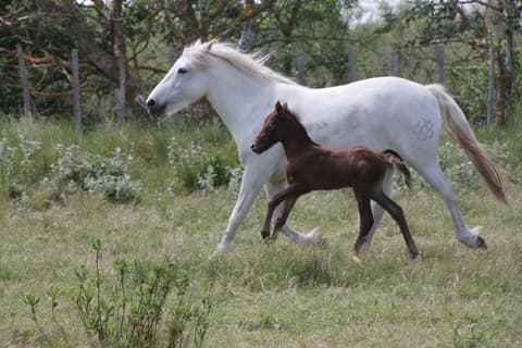 Mas de la Cure - Maison du Cheval Camargue