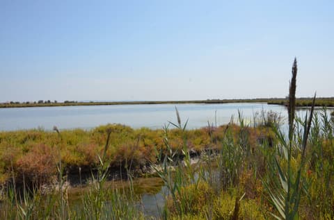 PORT-SAINT-LOUIS-DU-RHÔNE - They du Mazet, l'embouchure du Rhône