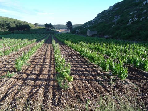 La Venise Provençale, cave viticole