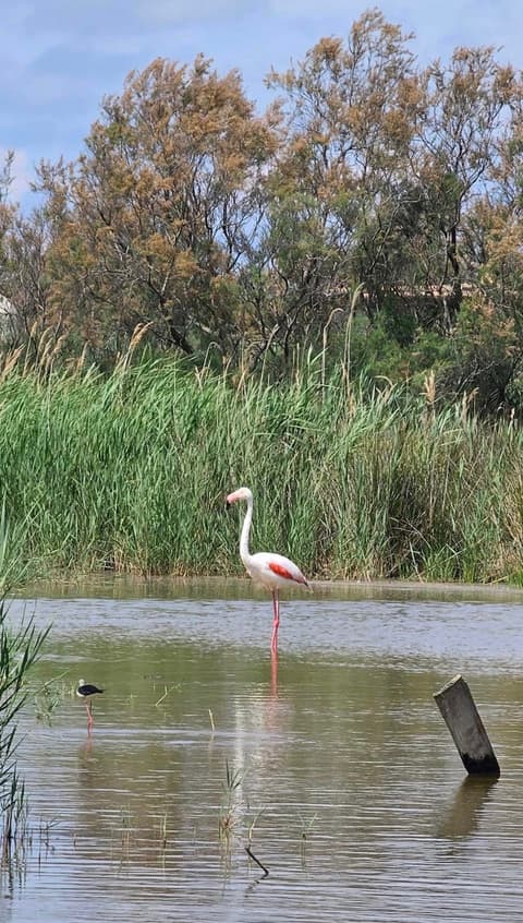 Le Petit Train Camarguais