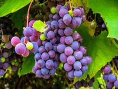 Domaine des Roures