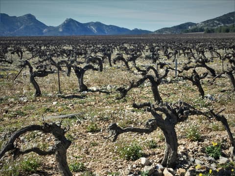 Le vignoble des Alpilles, rêve antique (Circuit 3 / Est)