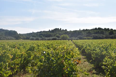 Cave des Coteaux de Lançon