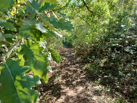 Les sous-bois de Saint Zacharie