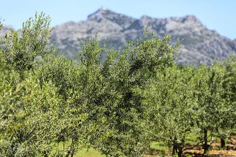 Maricera