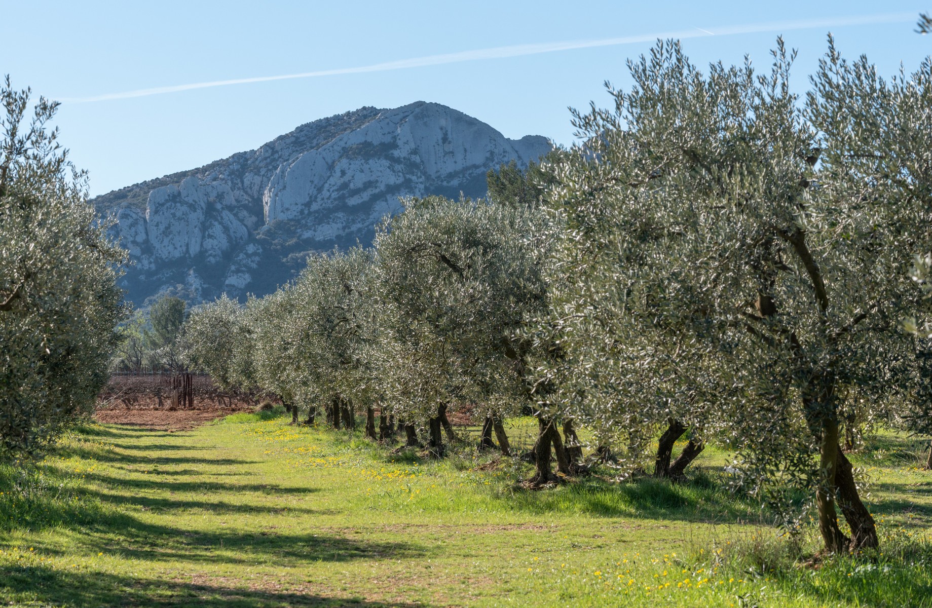 L'Olivette