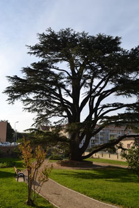 Square François Blanc