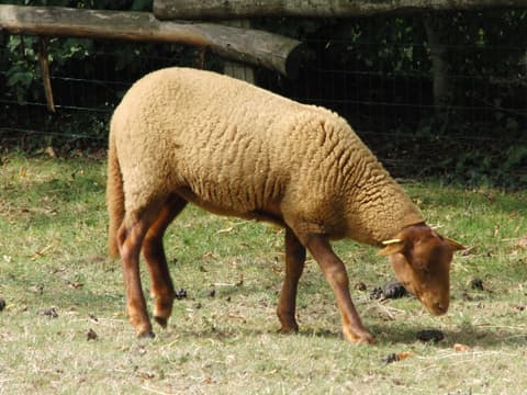 Collet du Mouton