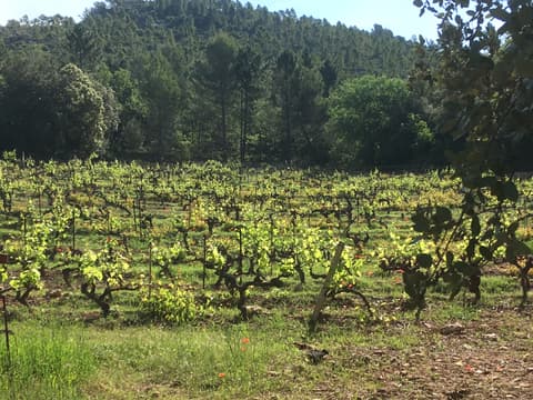 Domaine Saint-Jean