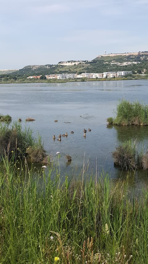 Les Salins du Lion