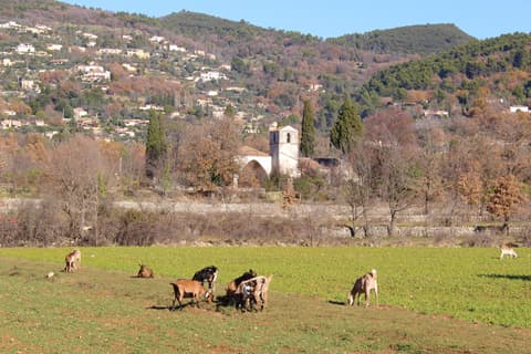 La Pigne