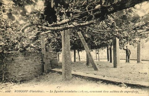 Abri du Figuier