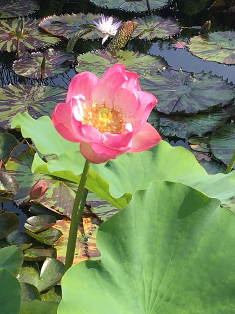 Le Jardin Nelumbo