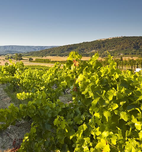 Domaine Chapelle Saint Heyries