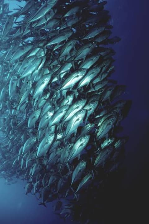 Conserverie de poisson D.Ferrigno