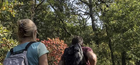 ENS La forêt de la Pérégrine et du ravin du Défend