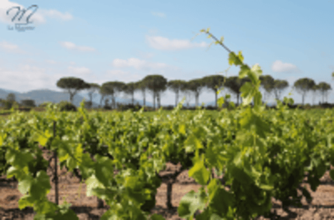 Domaine de la Maurette