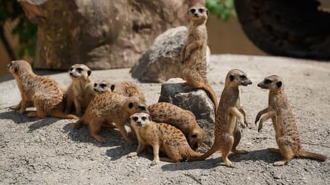 Jardin Zoologique Tropical
